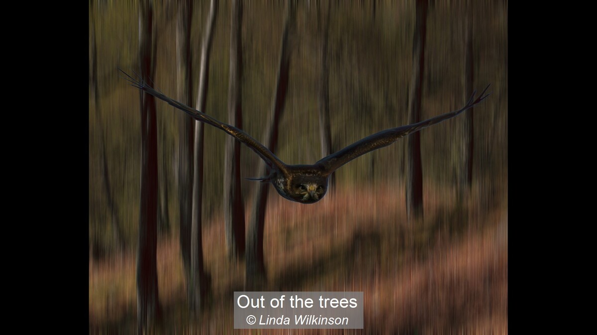 Out of the trees